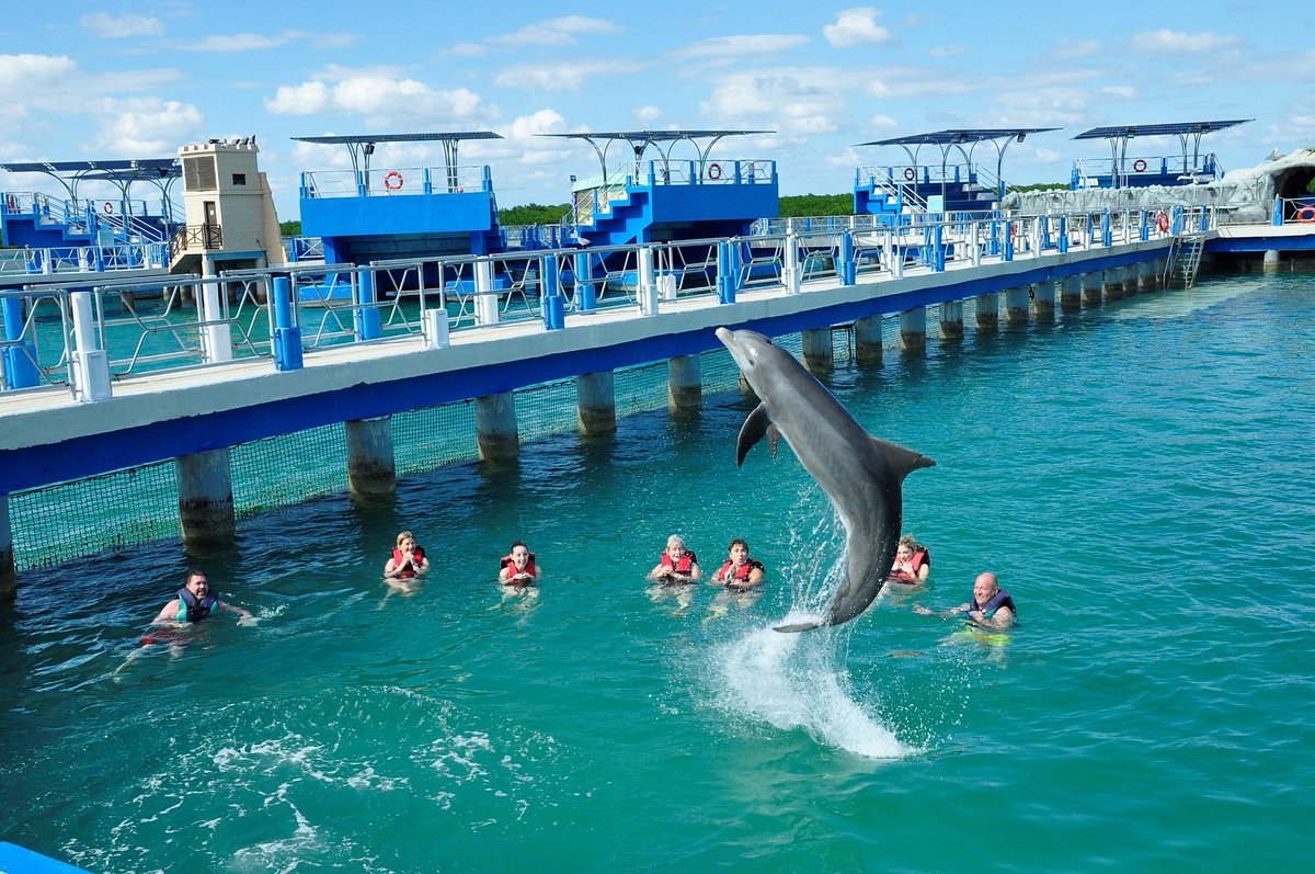NADO CON DELFINES
