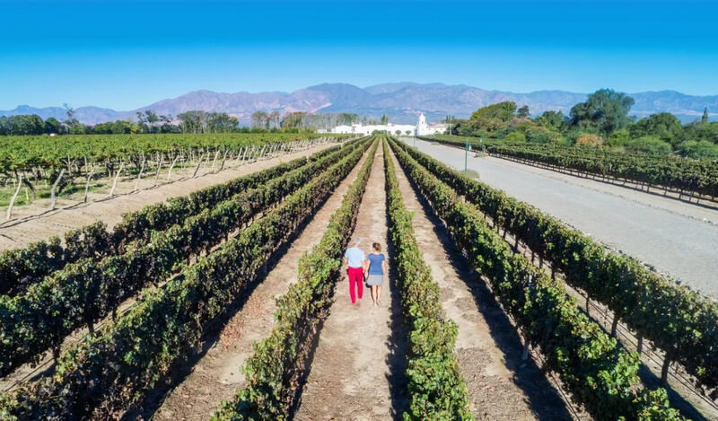 RUTA DEL VINO DE ALTURA CAFAYATE