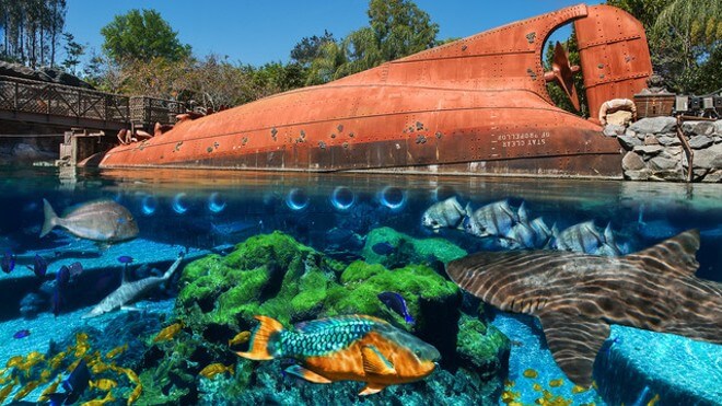 Shark reef